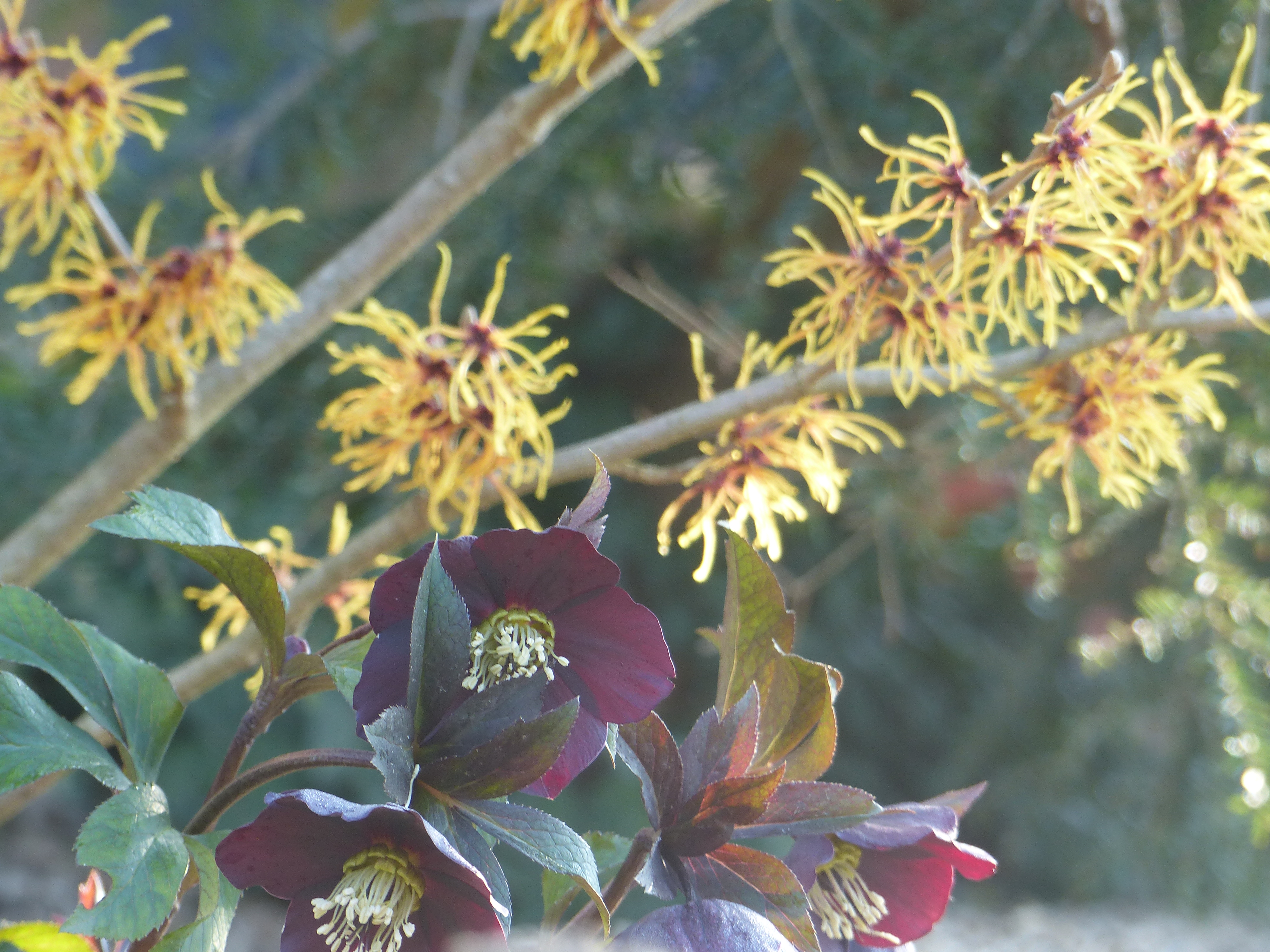 Hamamelis x intermedia ´Jelena`