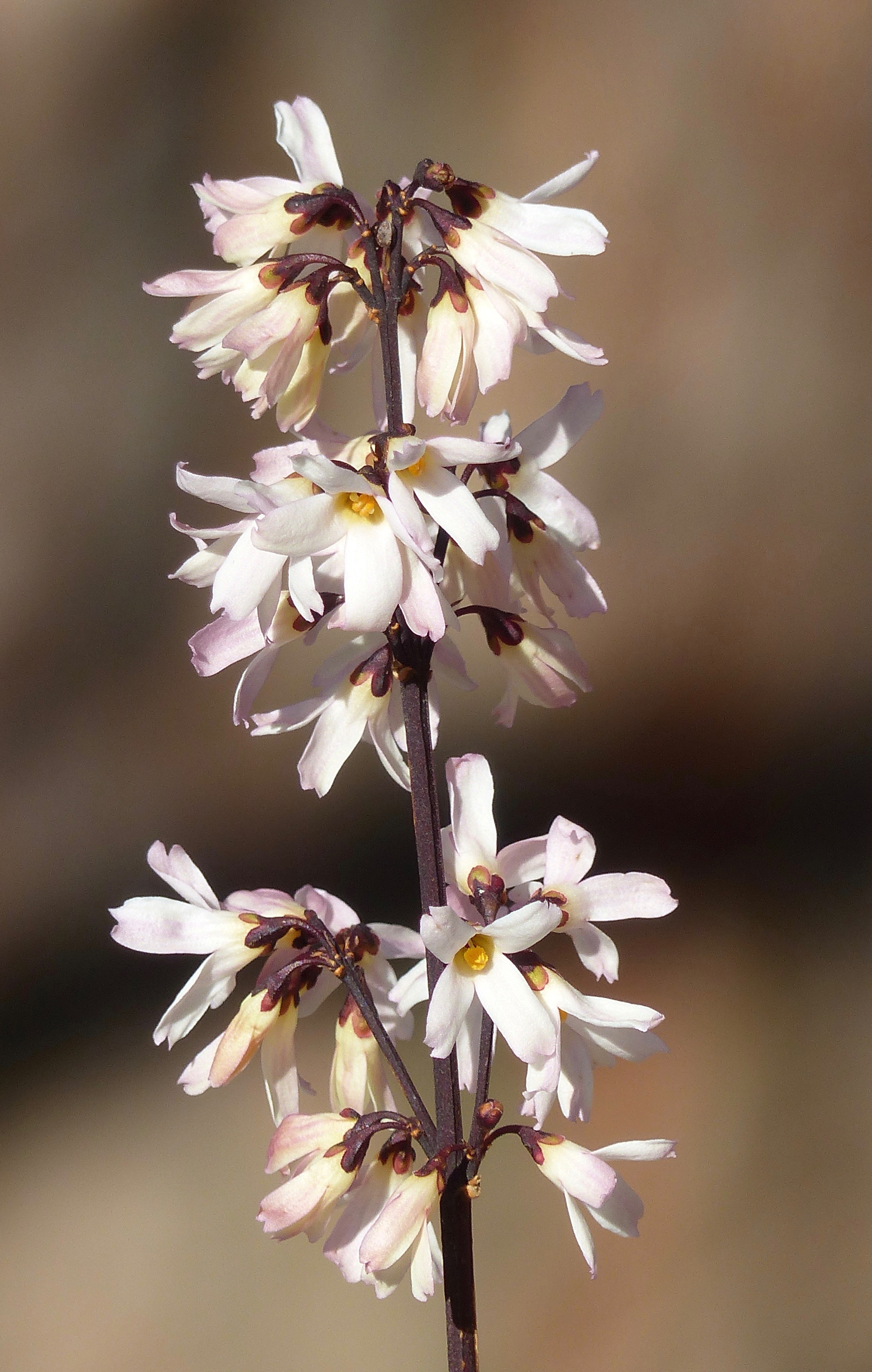 Abeliophyllum distichum